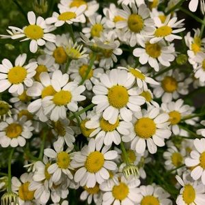 Meet your Posher, Jen